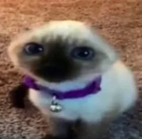 Gato Pendejo