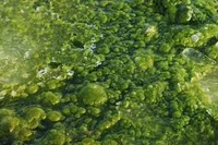 Algae Pit
