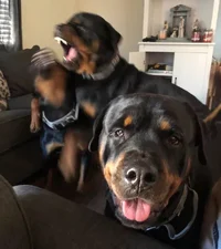 The Rottweilers