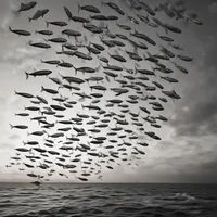 Flying sardine swarm