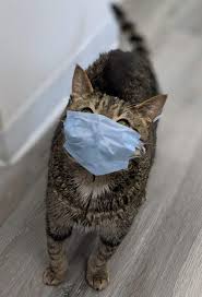 Dr cat