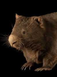 wombat
