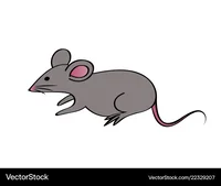 rat