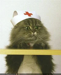 Nurse cat