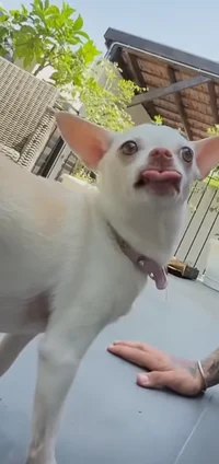 Nikki the Chihuahua