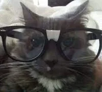 nerd cat