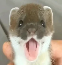 ferret