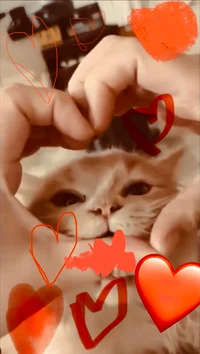 Miraculous LB and CN