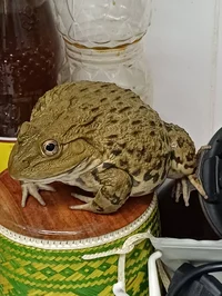 Toad
