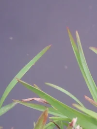 Gabriel Tcherenkovsk