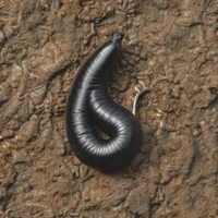 A leech