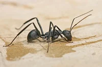 Carpenter Ant Worker