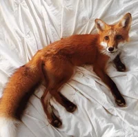 Your pet fox