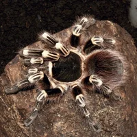 Brazilian White Knee