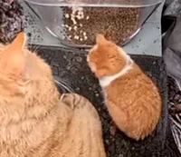 The Gluttonous Beast