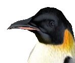 Emperor Penguin 