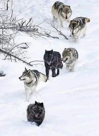 Pack of wolves