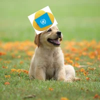 Onu dog