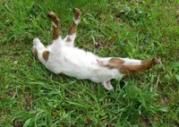 Fainting Goat