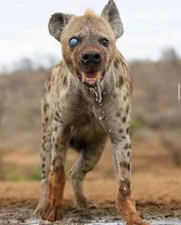 Hyena