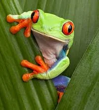 tree frog