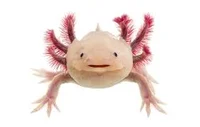 axolotl