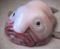 blobfish