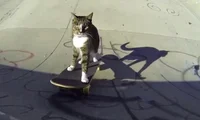 Radical Cat
