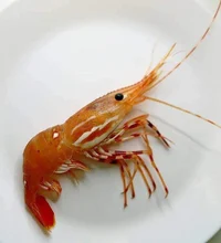A very normal Shrimp