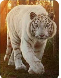 White tiger