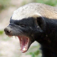honey badger