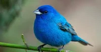 blue bird
