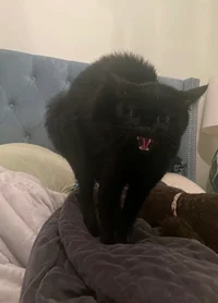 angry black cat