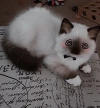 kon