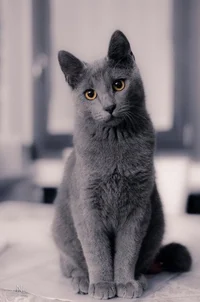 Your cat