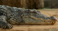 Crocodile
