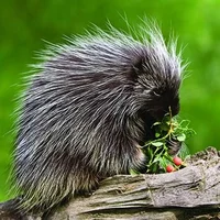 Porcupine