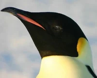 Emperor penguin