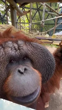 Orangutans