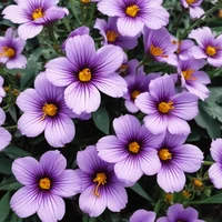 Your roommate aphmau