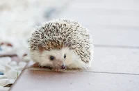 Hedgehog