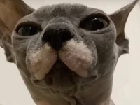 Lola_the_sphynx_cat