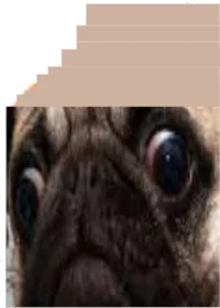 God Pug