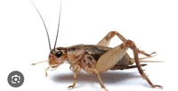 Grillo
