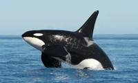 orca