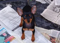 Miniature Pincher