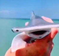 Yeah Shark