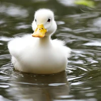 Pato