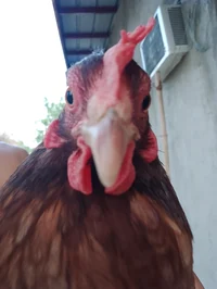 @Chicken_20000 - Character AI chatbot creator profile picture