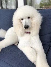 Standard poodle